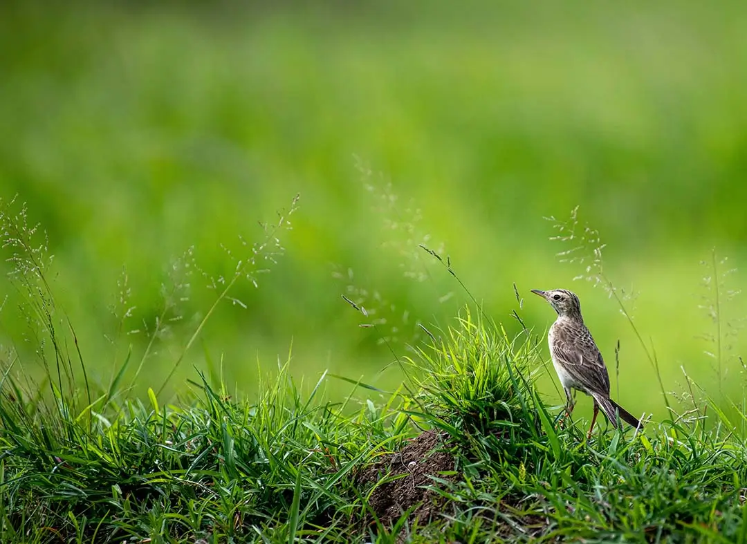 Flappet lark